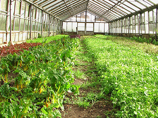 Tolhurst Stockfree Organic Vegetable Growers, 2007-8, film still © Kate Corder
